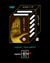 Cor Plano