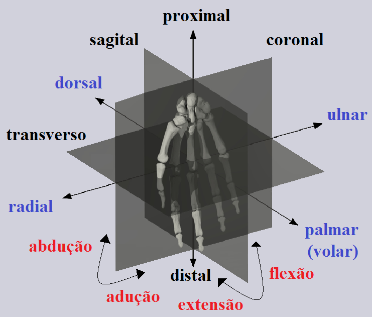Articulação do dedo polegar