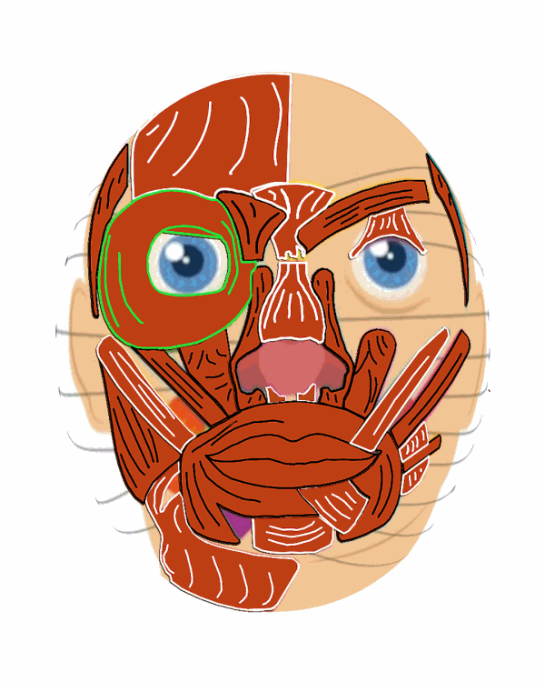 músculos faciais